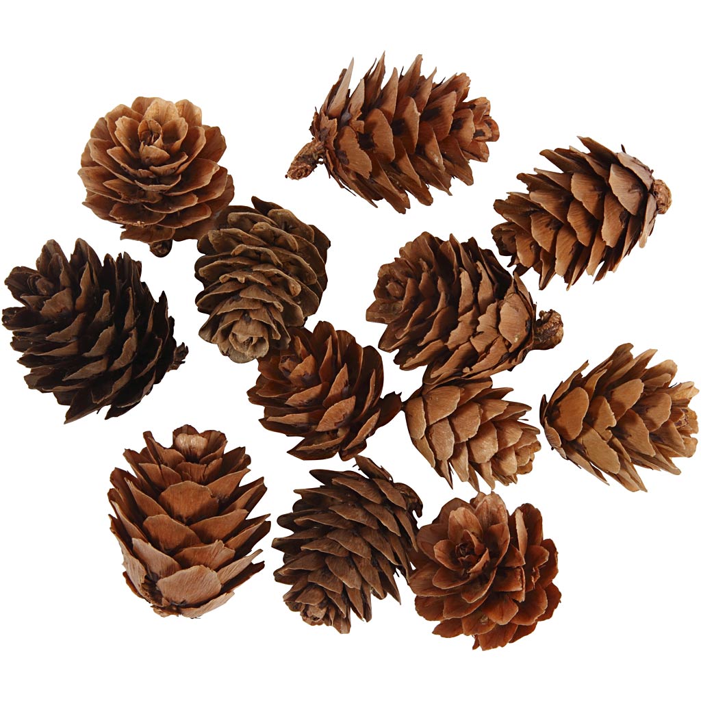 Larch cones, 12 pc