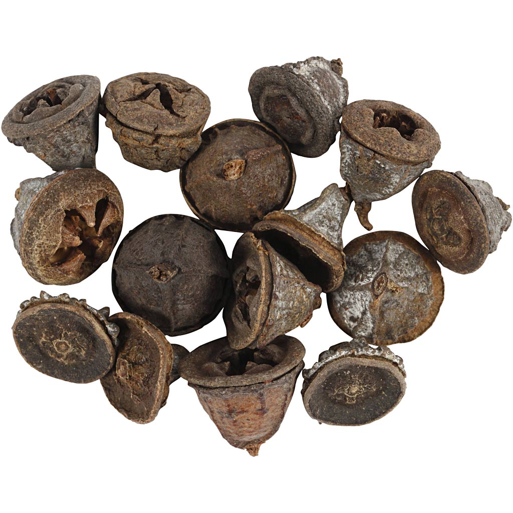 Eucalyptus cones, 25 g