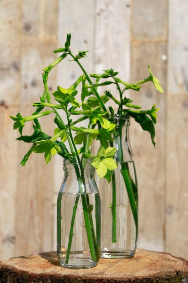 Bottiglia di latte in vetro 250ml 14cm alta Ø 6cm (vassoio con 24 pezzi) [IFS-129191]