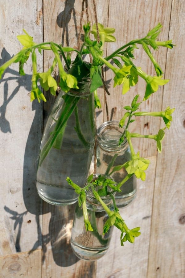 Bottiglia di latte in vetro 250ml 14cm alta Ø 6cm (vassoio con 24 pezzi) [IFS-129191]