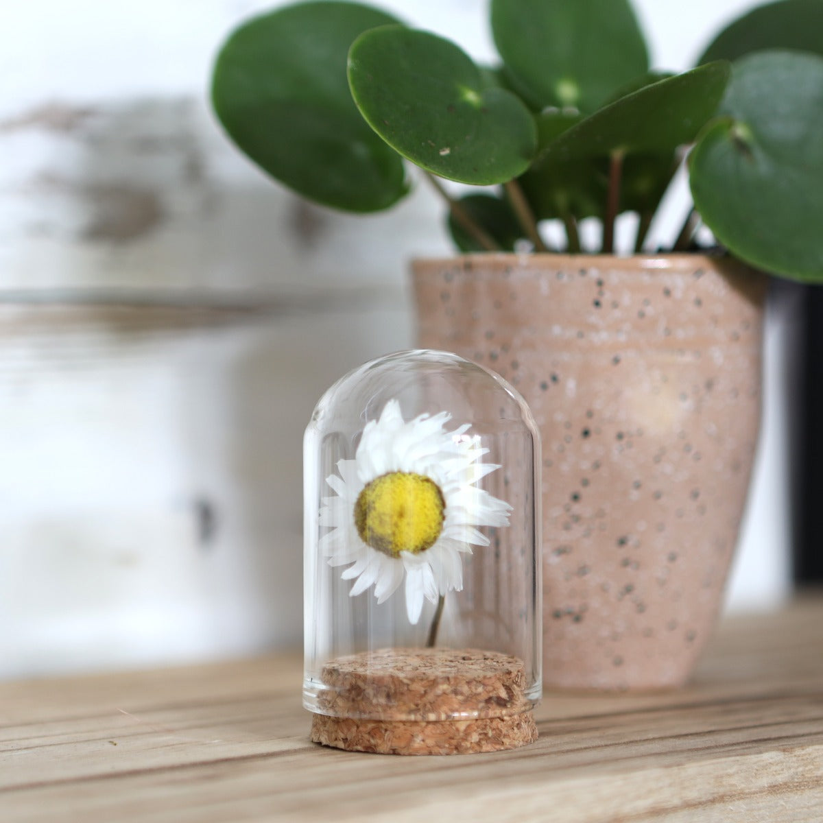 Glass mini stolp Ø4cm and 6cm high with cork (6 pcs.) [IFS-29410]