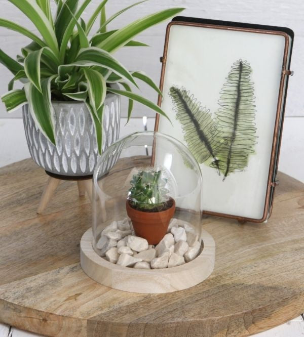 Campana di vetro con base di legno Ø10cm e alta 10 cm (1 pz) [IFS-29421]