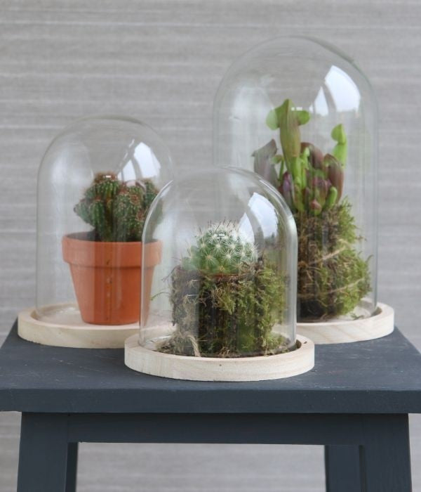 Campana di vetro con base di legno Ø12cm e 16 cm di altezza (1 pz) [IFS-29423]