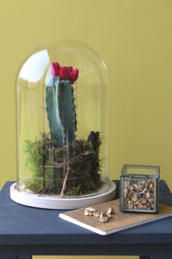 Campana di vetro con base di legno Ø17cm e 25 cm di altezza (1 pz) [IFS-29425]