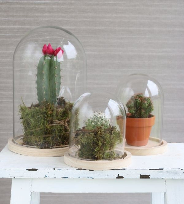 Campana di vetro con base di legno Ø17cm e 25 cm di altezza (1 pz) [IFS-29425]