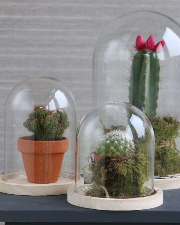 Campana di vetro con base di legno Ø17cm e 25 cm di altezza (1 pz) [IFS-29425]