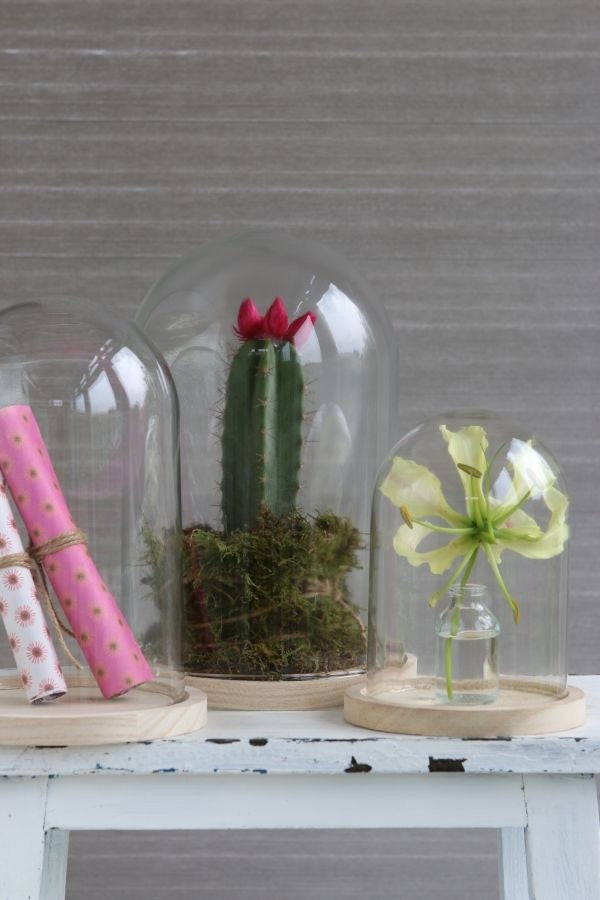 Campana di vetro con base di legno Ø17cm e 25 cm di altezza (1 pz) [IFS-29425]