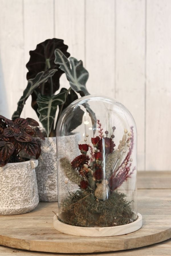 Campana di vetro con base di legno Ø17cm e 25 cm di altezza (1 pz) [IFS-29425]