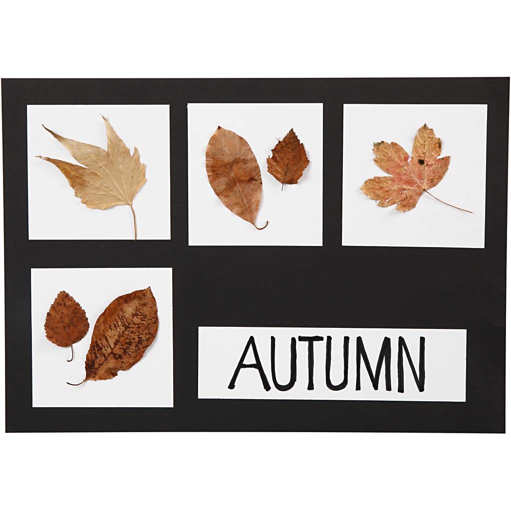 Cartoncino, A2,A3,A4, 200+250 g, nero, bianco, 600 fgl. asst./ 1 conf. [HOB-21656]