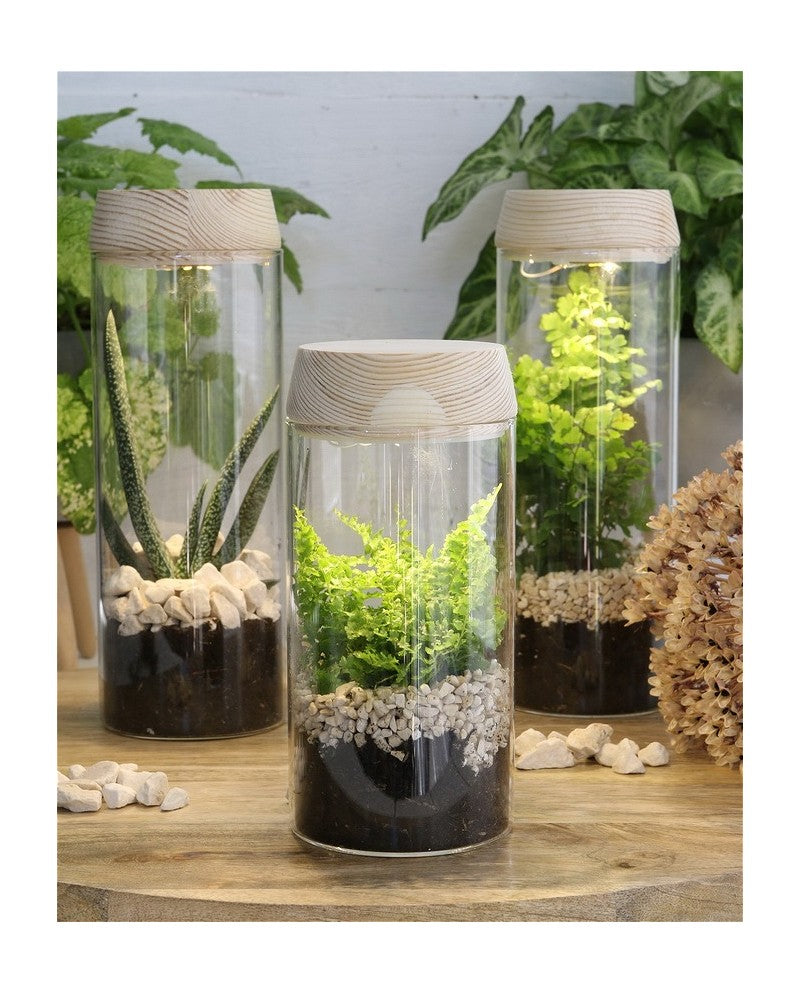 Provetta Ø8 h: 18 cmw. coperchio solare in sughero (1 pz) [IFS-30173]