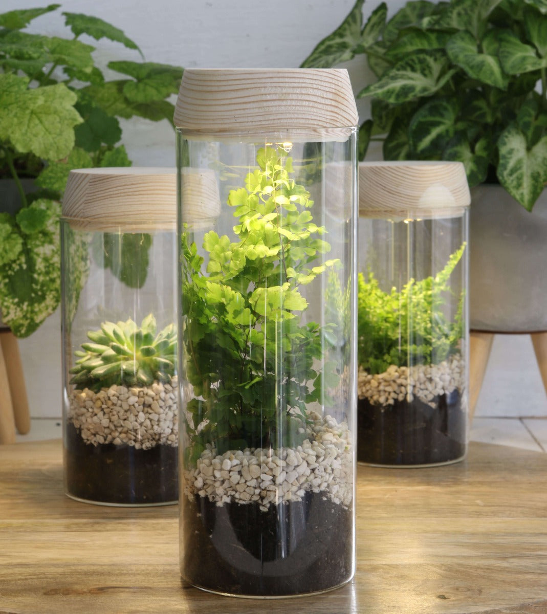 Glass cylinder with LED in wooden lid 23cm high (1 pcs.) [IFS-30181]