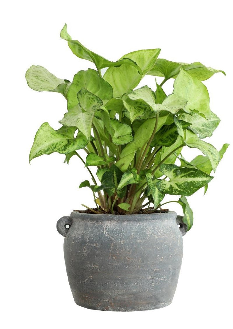 Vaso anfora 10x8,2x6,5 cm (6 pz) [IFS-33242]