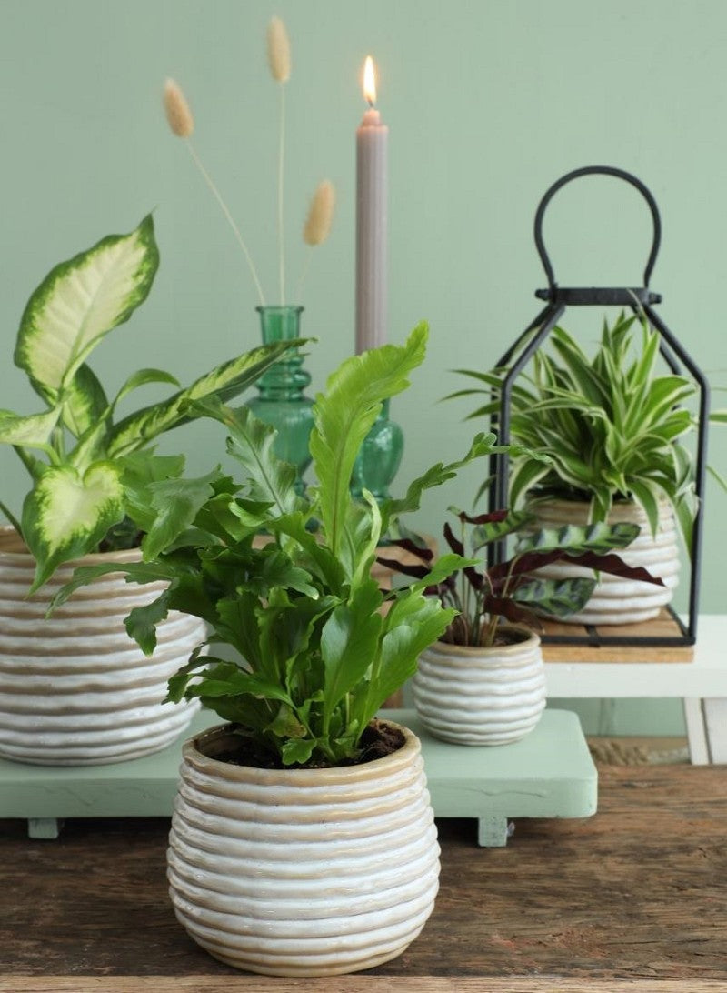 Creme Vaso di fiori Rise Ø6,5 x h: 8 cm (12 pz) [IFS-33962]