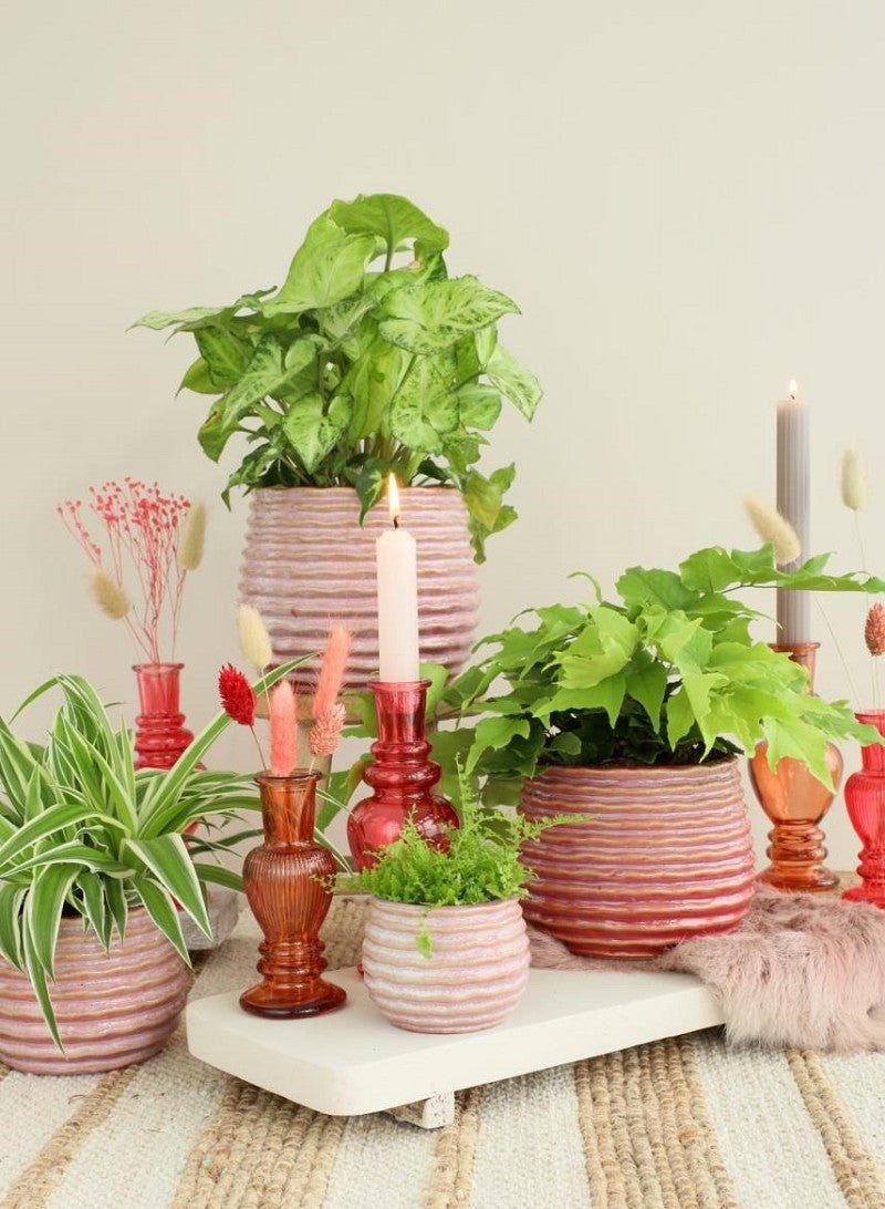 Vaso Rosa Carmine Rise Ø13 x h: 15,5 cm (4 pz) [IFS-33985]