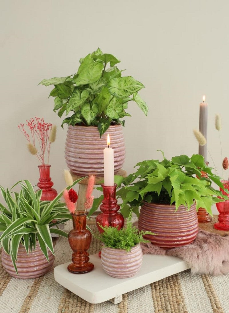 Vaso Rosa Carmine Rise Ø10 x h: 13,5 cm (6 pz) [IFS-33984]