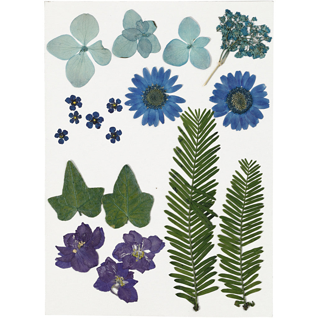 Fiori e foglie pressati, ca. 19 pz, blu, 1 conf. [HOB-504472]