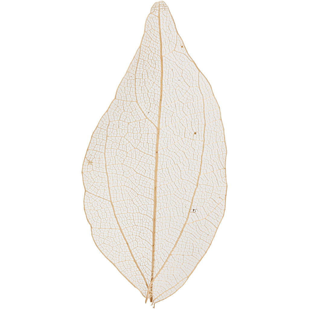 Foglie, L: 4,5-8 cm, natural, 20 pz/ 1 conf. [HOB-504493]