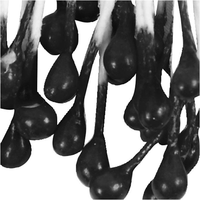 Stami di Fiori, L: 6,4 cm, diam 2 mm, nero, 100 pz/ 1 conf. [HOB-610354]