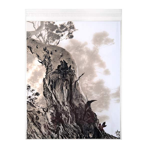 Sacchetto di plastica trasparente 28.6x35.9cm con chiusura adesiva (250 pezzi) [VL11S]